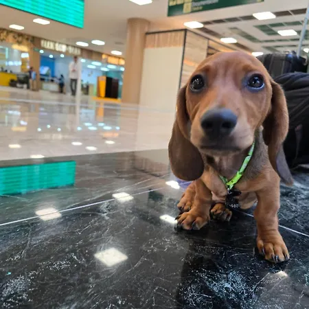 Hotel Casa Dachshound