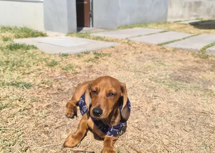 Casa Dachshound *